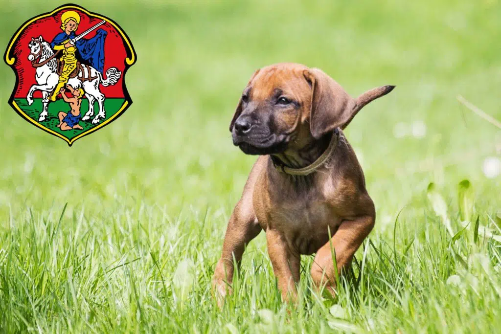 Rhodesian Ridgeback Züchter mit Welpen Neustadt an der Waldnaab, Bayern