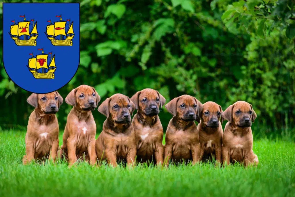 Rhodesian Ridgeback Züchter mit Welpen Nordfriesland, Schleswig-Holstein