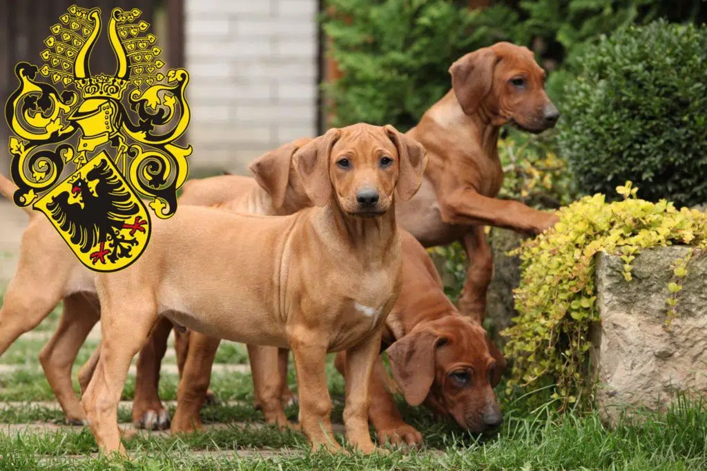 Rhodesian Ridgeback Züchter mit Welpen Nordhausen, Thüringen