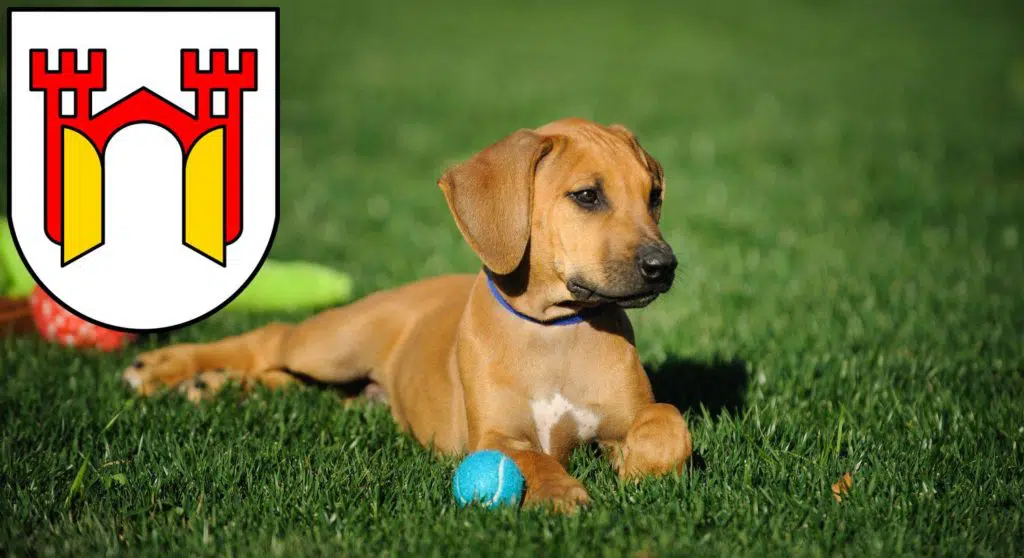 Rhodesian Ridgeback Züchter mit Welpen Offenburg, Baden-Württemberg