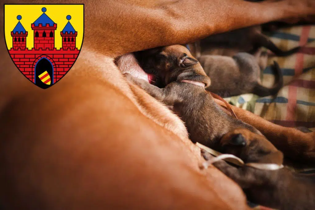 Rhodesian Ridgeback Züchter mit Welpen Oldenburg, Niedersachsen