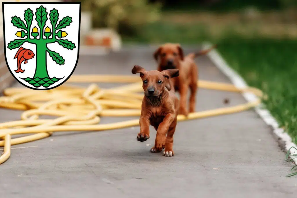 Rhodesian Ridgeback Züchter mit Welpen Oranienburg, Brandenburg