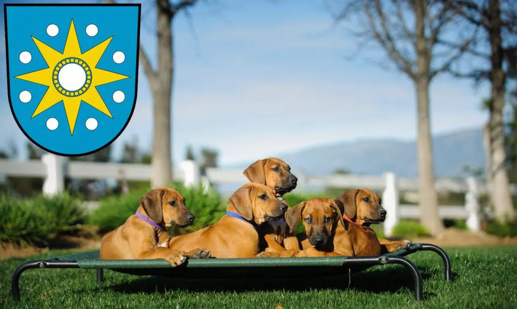 Rhodesian Ridgeback Züchter mit Welpen Perleberg, Brandenburg