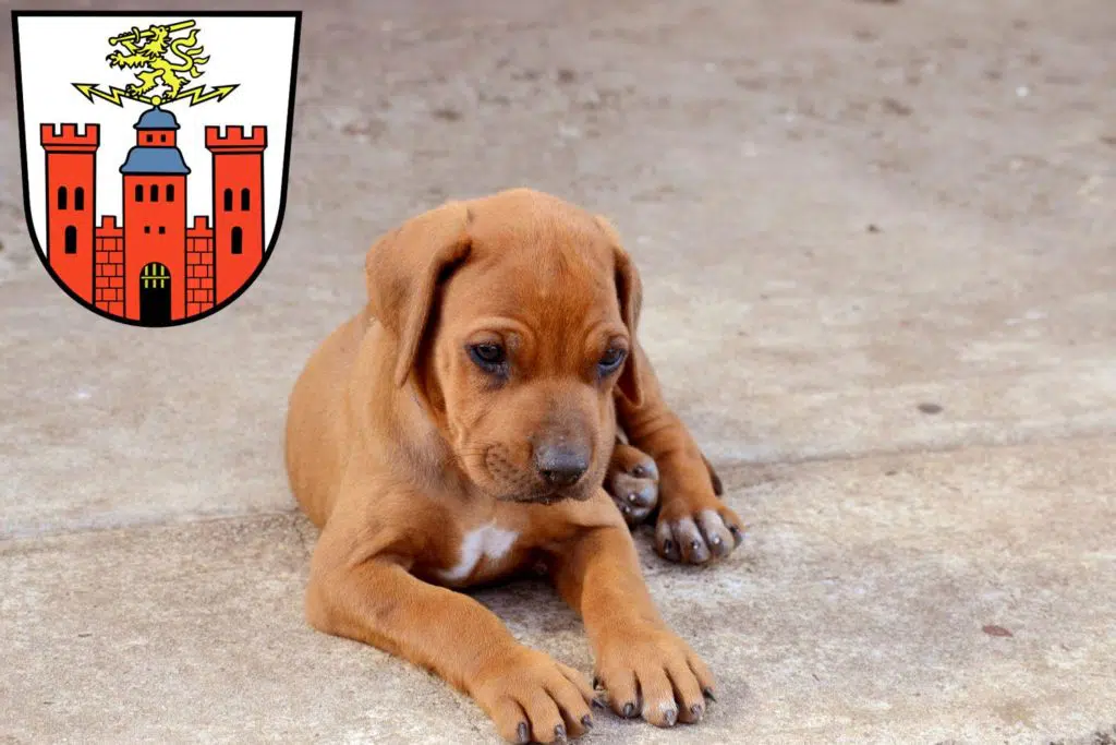 Rhodesian Ridgeback Züchter mit Welpen Pirmasens, Rheinland-Pfalz