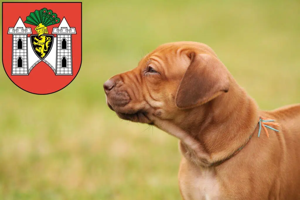 Rhodesian Ridgeback Züchter mit Welpen Plauen, Sachsen