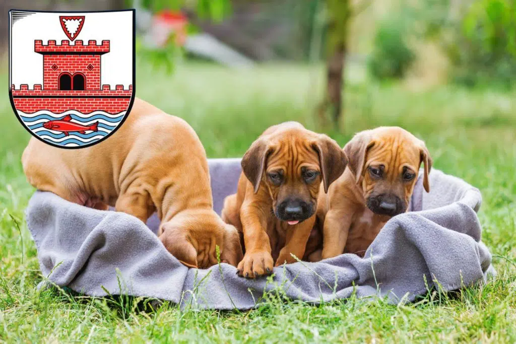 Rhodesian Ridgeback Züchter mit Welpen Plön, Schleswig-Holstein