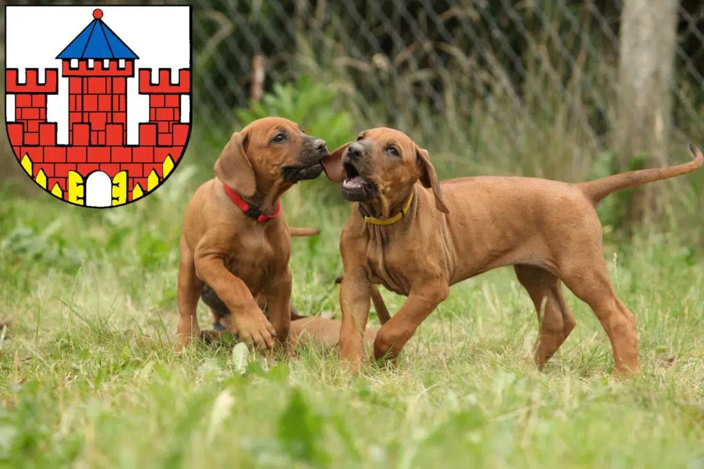 Rhodesian Ridgeback Züchter mit Welpen Ratzeburg, Schleswig-Holstein