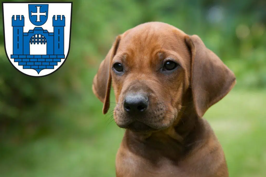 Rhodesian Ridgeback Züchter mit Welpen Ravensburg, Baden-Württemberg