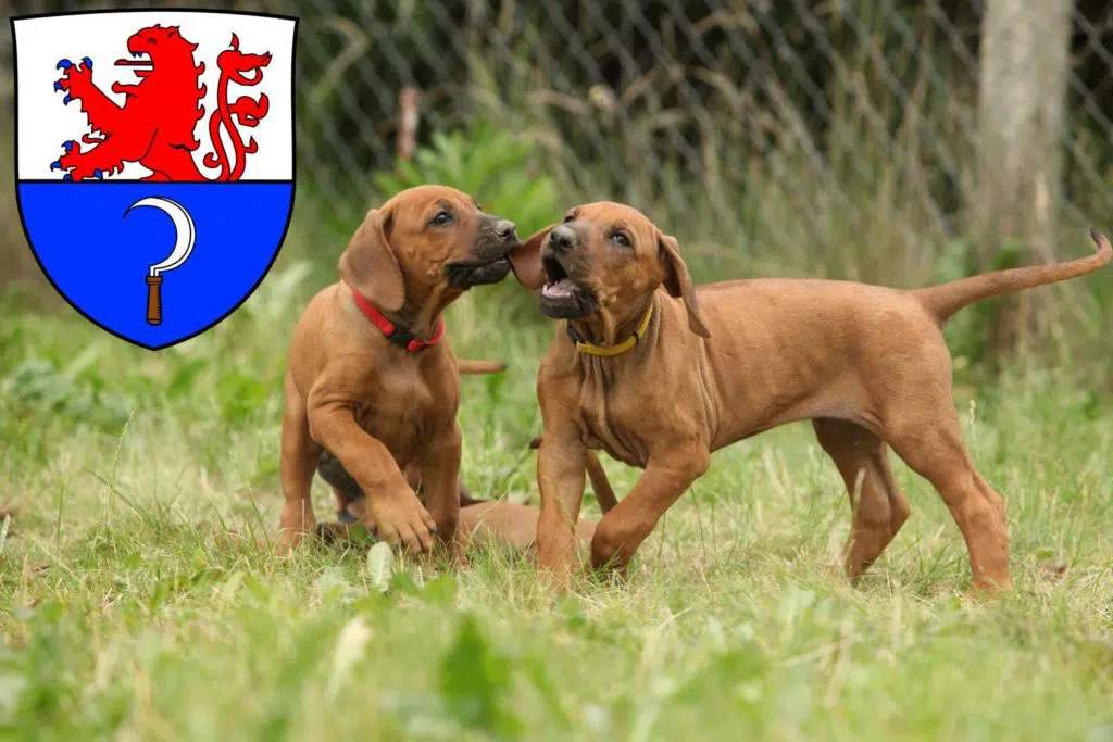 Rhodesian Ridgeback Züchter mit Welpen Remscheid, Nordrhein-Westfalen