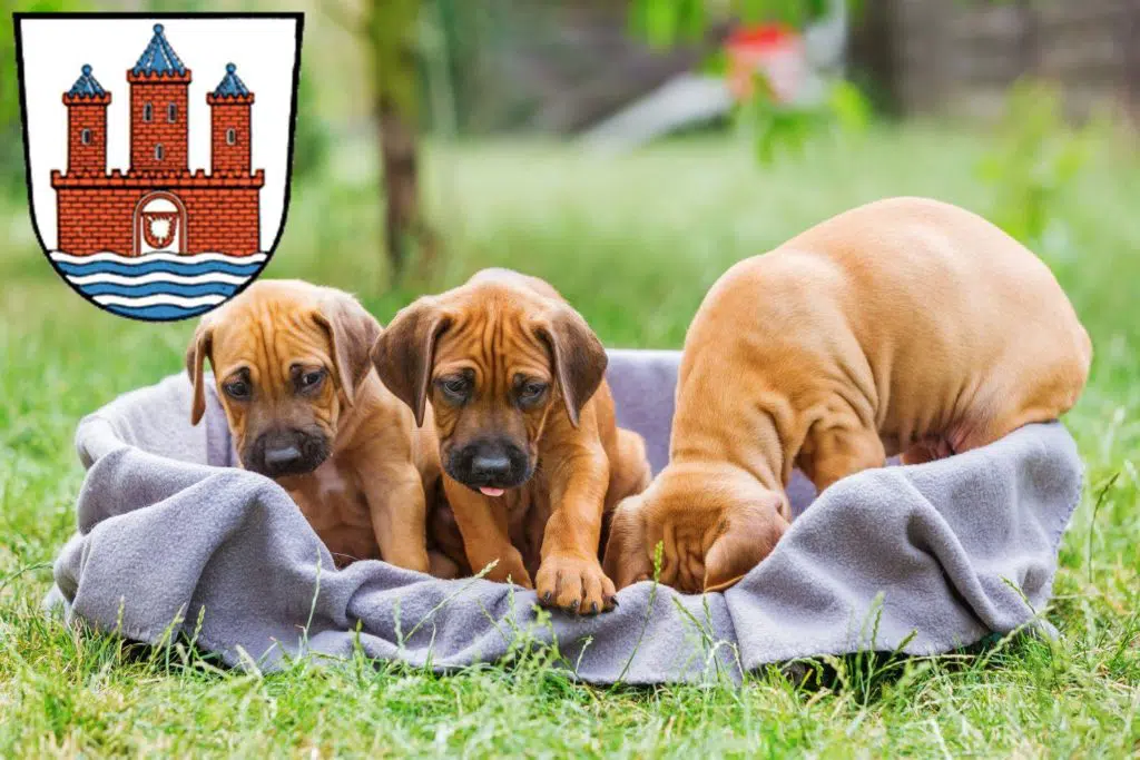 Rhodesian Ridgeback Züchter mit Welpen Rendsburg, Schleswig-Holstein