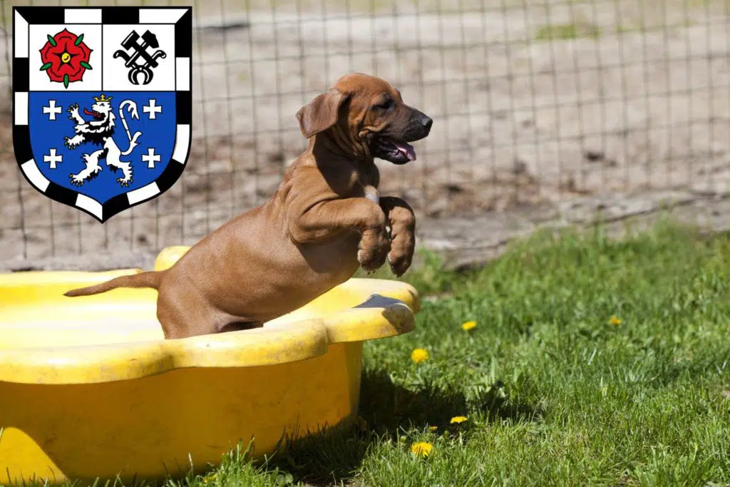 Rhodesian Ridgeback Züchter mit Welpen Saarbrücken, Saarland