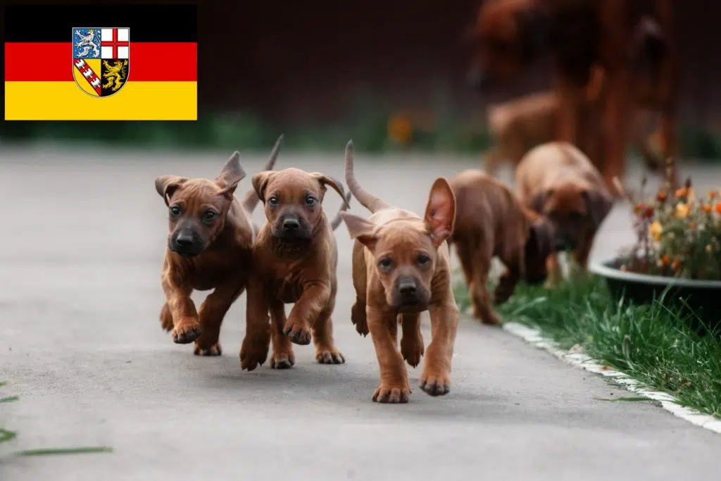 Rhodesian Ridgeback Züchter mit Welpen Saarland, Saarland