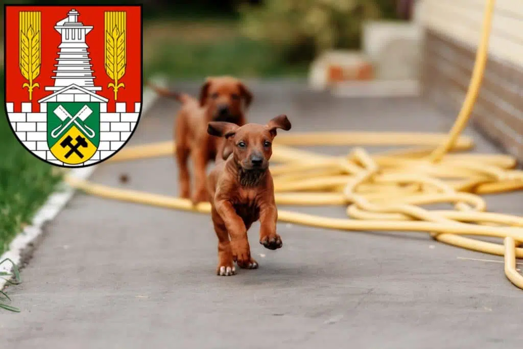 Rhodesian Ridgeback Züchter mit Welpen Salzgitter, Niedersachsen