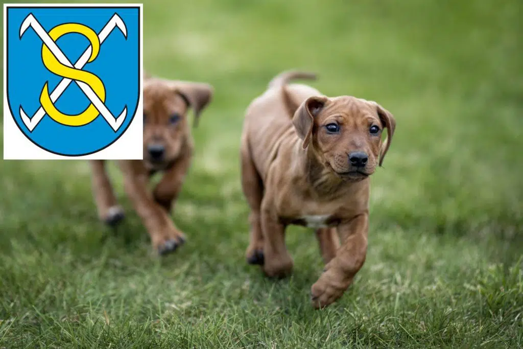 Rhodesian Ridgeback Züchter mit Welpen Sangerhausen, Sachsen-Anhalt