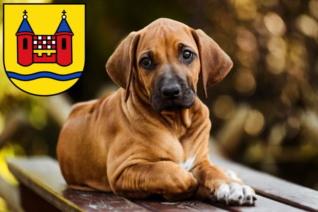 Rhodesian Ridgeback Züchter mit Welpen Schwelm, Nordrhein-Westfalen