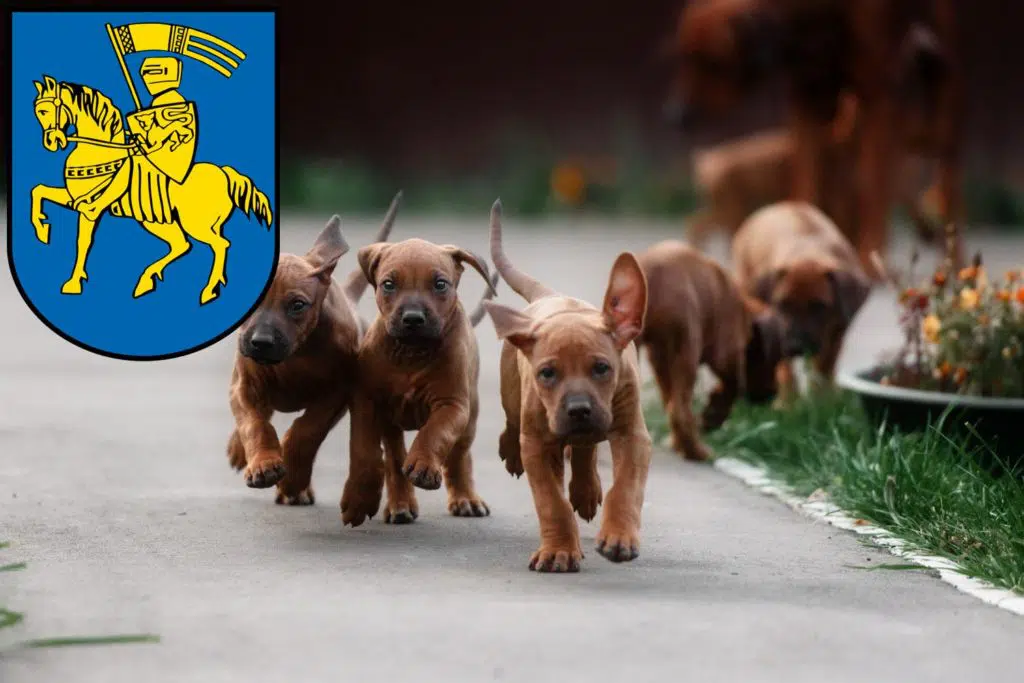 Rhodesian Ridgeback Züchter mit Welpen Schwerin, Mecklenburg-Vorpommern