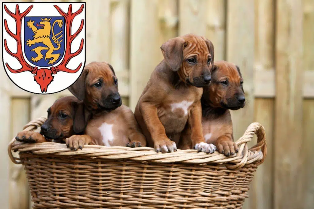 Rhodesian Ridgeback Züchter mit Welpen Sondershausen, Thüringen