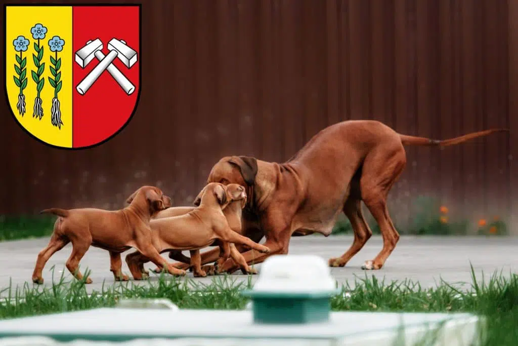 Rhodesian Ridgeback Züchter mit Welpen Sonthofen, Bayern