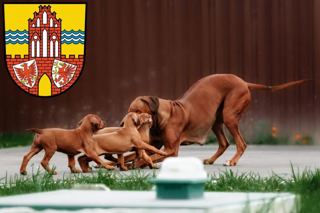 Rhodesian Ridgeback Züchter mit Welpen Uckermark, Brandenburg