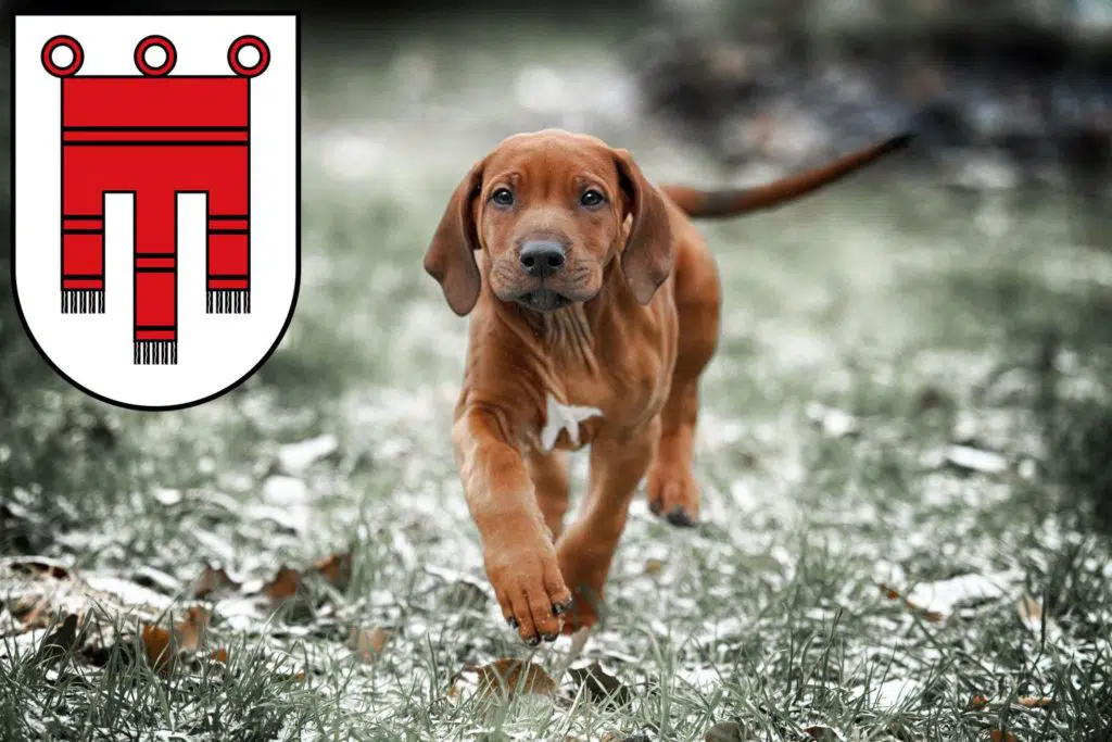 Rhodesian Ridgeback Züchter mit Welpen Vorarlberg, Österreich