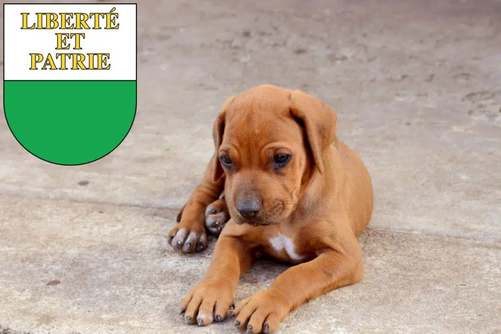 Rhodesian Ridgeback Züchter mit Welpen Waadt, Schweiz