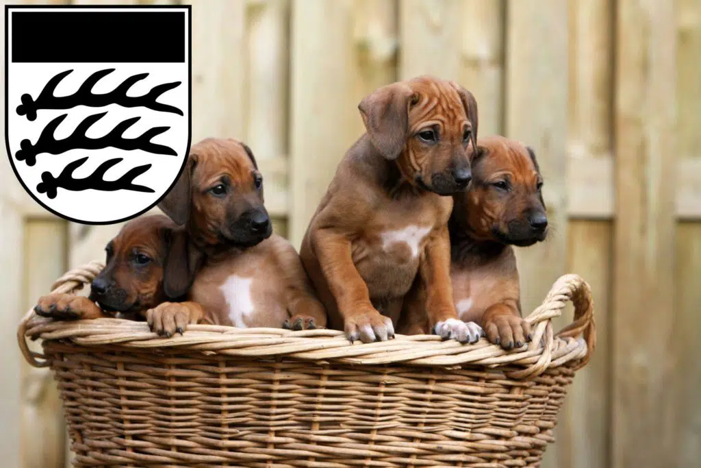 Rhodesian Ridgeback Züchter mit Welpen Waiblingen, Baden-Württemberg