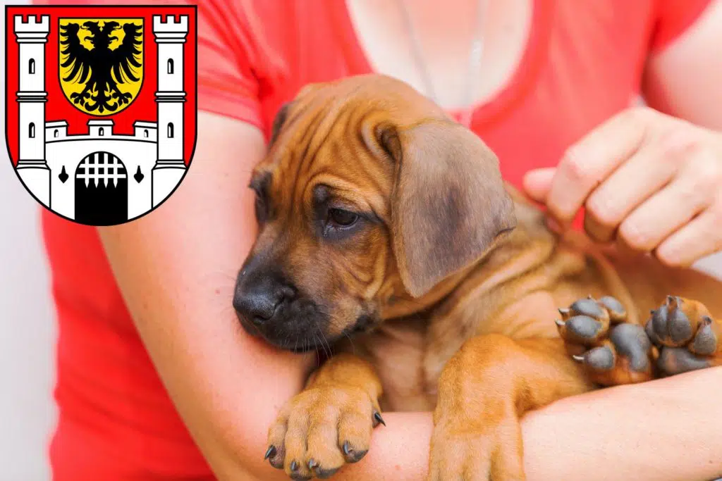 Rhodesian Ridgeback Züchter mit Welpen Weißenburg in Bayern, Bayern