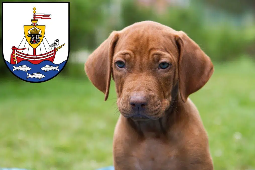 Rhodesian Ridgeback Züchter mit Welpen Wismar, Mecklenburg-Vorpommern