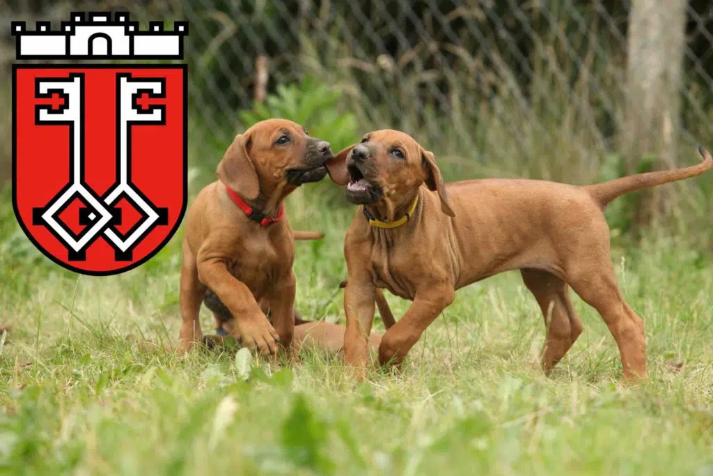 Rhodesian Ridgeback Züchter mit Welpen Wittlich, Rheinland-Pfalz