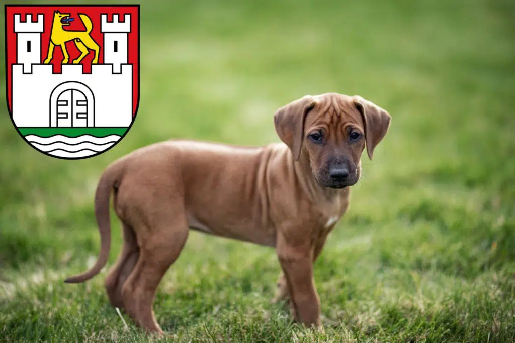 Rhodesian Ridgeback Züchter mit Welpen Wolfsburg, Niedersachsen