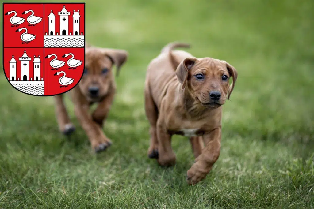 Rhodesian Ridgeback Züchter mit Welpen Zwickau, Sachsen