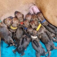 Champion Rhodesian Ridgeback puppies Litter "N"