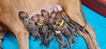 Champion Rhodesian Ridgeback puppies Litter "N"