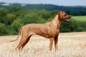 Mehr über den Artikel erfahren Rhodesian Ridgeback Züchter