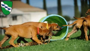 Mehr über den Artikel erfahren Rhodesian Ridgeback Züchter und Welpen in Ansbach