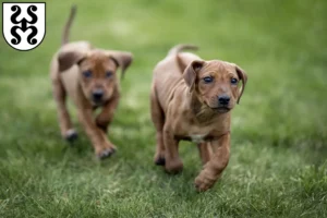 Mehr über den Artikel erfahren Rhodesian Ridgeback Züchter und Welpen in Bad Dürkheim