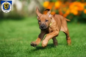 Mehr über den Artikel erfahren Rhodesian Ridgeback Züchter und Welpen in Bergheim