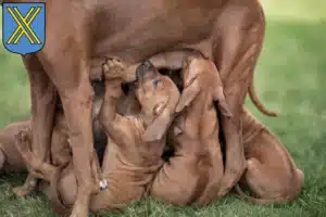 Mehr über den Artikel erfahren Rhodesian Ridgeback Züchter und Welpen in Castrop-Rauxel
