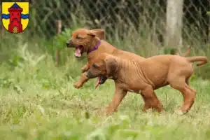 Mehr über den Artikel erfahren Rhodesian Ridgeback Züchter und Welpen in Delmenhorst
