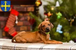 Mehr über den Artikel erfahren Rhodesian Ridgeback Züchter und Welpen in Eutin