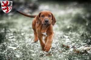 Mehr über den Artikel erfahren Rhodesian Ridgeback Züchter und Welpen in Gießen