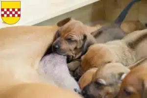 Mehr über den Artikel erfahren Rhodesian Ridgeback Züchter und Welpen in Hamm