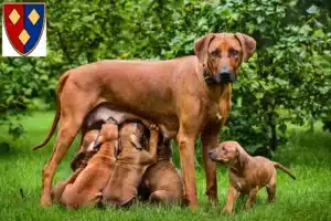 Mehr über den Artikel erfahren Rhodesian Ridgeback Züchter und Welpen in Lüchow (Wendland)
