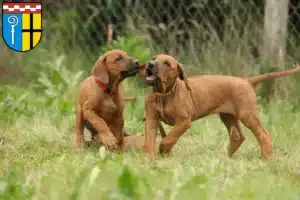 Mehr über den Artikel erfahren Rhodesian Ridgeback Züchter und Welpen in Mönchengladbach