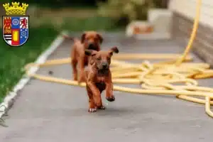 Mehr über den Artikel erfahren Rhodesian Ridgeback Züchter und Welpen in Mülheim an der Ruhr