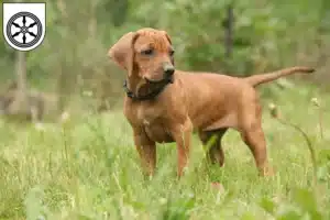 Mehr über den Artikel erfahren Rhodesian Ridgeback Züchter und Welpen in Osnabrück