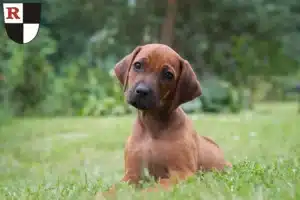 Mehr über den Artikel erfahren Rhodesian Ridgeback Züchter und Welpen in Roth