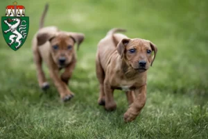 Mehr über den Artikel erfahren Rhodesian Ridgeback Züchter und Welpen in der Steiermark
