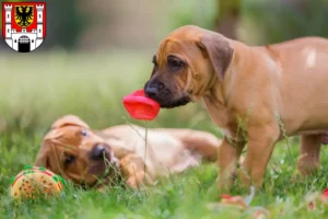Mehr über den Artikel erfahren Rhodesian Ridgeback Züchter und Welpen in Weißenburg in Bayern