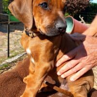 Rhodesian Ridgeback Welpen abgabebereit
